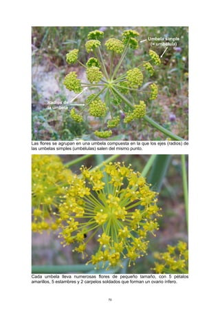 Las flores se agrupan en una umbela compuesta en la que los ejes (radios) de
las umbelas simples (umbélulas) salen del mismo punto.
Cada umbela lleva numerosas flores de pequeño tamaño, con 5 pétalos
amarillos, 5 estambres y 2 carpelos soldados que forman un ovario ínfero.
Umbela simple
(= umbélula)
Radios de
la umbela
70
 