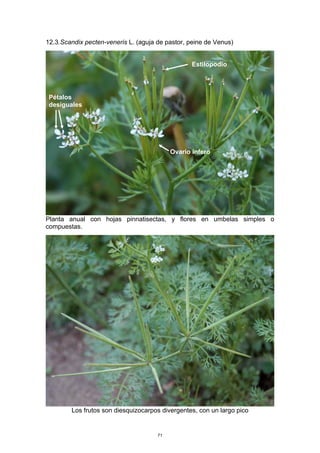 12.3.Scandix pecten-veneris L. (aguja de pastor, peine de Venus)
Planta anual con hojas pinnatisectas, y flores en umbelas simples o
compuestas.
Los frutos son diesquizocarpos divergentes, con un largo pico
Ovario ínfero
Estilopodio
Pétalos
desiguales
71
 