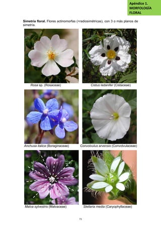 Simetría floral. Flores actinomorfas (=radiosimétricas), con 3 o más planos de
simetría.
Rosa sp. (Rosaceae) Cistus ladanifer (Cistaceae)
Anchusa italica (Boraginaceae) Convolvulus arvensis (Convolvulaceae)
Malva sylvestris (Malvaceae) Stellaria media (Caryophyllaceae)
Apéndice 1.
MORFOLOGÍA
FLORAL
73
 