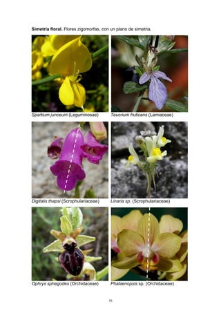 Simetría floral. Flores zigomorfas, con un plano de simetria.
Spartium junceum (Leguminosae) Teucrium fruticans (Lamiaceae)
Digitalis thapsi (Scrophulariaceae) Linaria sp. (Scrophulariaceae)
Ophrys sphegodes (Orchidaceae) Phalaenopsis sp. (Orchidaceae)
75
 
