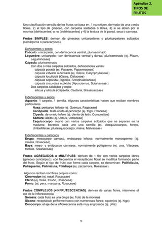 Una clasificación sencilla de los frutos se basa en: 1) su origen, derivado de una o más
flores, 2) el tipo de gineceo, con carpelos soldados o libres, 3) si se abren por si
mismos (dehiscentes) o no (indehiscentes) y 4) la textura de la pared, seca o carnosa.
Frutos SIMPLES: derivan de gineceos unicarpelares o pluricarpelares soldados
(sincárpicos o paracárpicos).
Dehiscentes y secos
Folículo: unicarpelar, con dehiscencia ventral, pluriseminado
Legumbre: unicarpelar, con dehiscencia ventral y dorsal, pluriseminado (ej. Pisum,
Leguminosae)
Cápsula: pluriseminado
Con dos o más carpelos soldados, dehiscencias varias:
cápsula porada (ej. Papaver, Papaveraceae)
cápsula valvada o dentada (ej. Silene, Caryophyllaceae)
cápsula loculicida (Cistus, Cistaceae)
cápsula septicida (Digitalis, Scrophulariaceae)
cápsula circuncisa o pixidio (Hyosciamus, Solanaceae )
Dos carpelos soldados y replo:
silicua y silícula (Capsella, Cardaria, Brassicaceae)
Indehiscentes y secos
Aquenio: 1 carpelo, 1 semilla. Algunas características hacen que reciban nombres
particulares
Nuez: pericarpo leñoso (ej. Quercus, Fagaceae)
Cariópside: testa unida al pericarpo (ej. trigo, Poaceae)
Cipsela: de ovario ínfero (ej. diente de león, Compositae)
Sámara: alado (ej. Ulmus, Ulmaceae)
Esquizocarpo: ovario con varios carpelos soldados que se separan en la
madurez, llevando cada uno una semilla (ej. diesquizocarpos, hinojo,
Umbelliferae; pluriesquizocarpo, malva, Malvaceae)
Indehiscentes y carnosos
Drupa: mesocarpo carnoso, endocarpo leñoso, normalmente monospermo (ej.
ciruela, Rosaceae),
Baya: meso- y endocarpo carnosos, normalmente polispermo (ej. uva, Vitaceae;
tomate, Solanaceae)
Frutos AGREGADOS o MULTIPLES: derivan de 1 flor con varios carpelos libres
(gineceo coricárpico); con frecuencia el receptáculo floral se modifica formando parte
del fruto. Según el tipo de fruto que forme cada carpelo, se denominan: Polifolículo,
Poliaquenio, Polinúcula, Polidrupa (ej. zarzamora, Rosaceae).
Algunos reciben nombres propios como:
Cinorrodon (ej. rosal, Rosaceae)
Eterio (ej. fresa, fresón, Rosaceae)
Pomo: (ej. pera, manzana, Rosaceae)
Frutos COMPLEJOS (=INFRUTESCENCIAS): derivan de varias flores, interviene el
eje de la inflorescencia
Sorosis: cada fruto es una drupa (ej. fruto de la morera)
Sicono: receptáculo piriforme hueco con numerosas flores; aquenios (ej. higo)
Cenocarpo: el eje de la inflorescencia está muy engrosado (ej. piña)
Apéndice 2.
TIPOS DE
FRUTOS
76
 