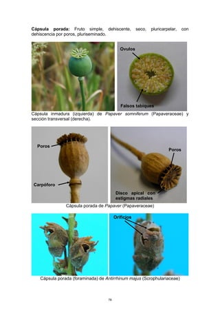 Cápsula porada: Fruto simple, dehiscente, seco, pluricarpelar, con
dehiscencia por poros, pluriseminado.
Cápsula inmadura (izquierda) de Papaver somniferum (Papaveraceae) y
sección transversal (derecha).
Cápsula porada de Papaver (Papaveraceae)
Cápsula porada (foraminada) de Antirrhinum majus (Scrophulariaceae)
Poros
Poros
Disco apical con
estigmas radiales
Carpóforo
Ovulos
Falsos tabiques
Orificios
78
 