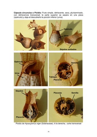 Cápsula circuncisa o Pixidio: Fruto simple, dehiscente, seco, pluriseminado,
con dehiscencia transversal; la parte superior se separa en una pieza
(opérculo) y deja al descubierto la porción inferior (urna).
Pixidio de Hyoscyamus niger (Solanaceae). A la derecha, corte transversal
Opérculo
Urna
Sépalos soldados
Opérculo
Urna
Tabique
Placenta
Semilla
SemillaPlacenta
Placenta
Sépalos
79
 