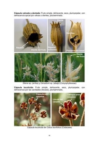 Cápsula valvada o dentada: Fruto simple, dehiscente, seco, pluricarpelar, con
dehiscencia apical por valvas o dientes, pluriseminado.
Silene sp. (arriba) y Cerastium sp. (abajo) (Caryophyllaceae)
Cápsula loculicida: Fruto simple, dehiscente, seco, pluricarpelar, con
dehiscencia por las cavidades (lóculos), pluriseminado.
Cápsula loculicida de Cistus laurifolius (Cistaceae)
Diente del fruto
Diente
Sépalos Sépalos
soldados Placentación basal
Semillas
Tabique entre
carpelos
Lóculo del
carpelo
Cápsula con 5
carpelos
Diente
del fruto
80
 