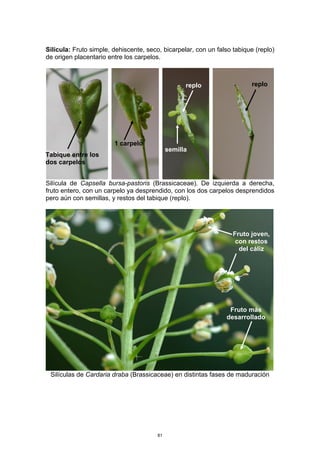 Lóculo del carpelo
Silícula: Fruto simple, dehiscente, seco, bicarpelar, con un falso tabique (replo)
de origen placentario entre los carpelos.
Silícula de Capsella bursa-pastoris (Brassicaceae). De izquierda a derecha,
fruto entero, con un carpelo ya desprendido, con los dos carpelos desprendidos
pero aún con semillas, y restos del tabique (replo).
Silículas de Cardaria draba (Brassicaceae) en distintas fases de maduración
semilla
replo replo
1 carpelo
Fruto joven,
con restos
del cáliz
Fruto más
desarrollado
Tabique entre los
dos carpelos
81
 