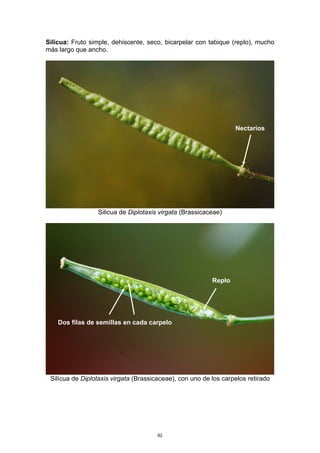 Silicua: Fruto simple, dehiscente, seco, bicarpelar con tabique (replo), mucho
más largo que ancho.
Silicua de Diplotaxis virgata (Brassicaceae)
Silícua de Diplotaxis virgata (Brassicaceae), con uno de los carpelos retirado
Dos filas de semillas en cada carpelo
Nectarios
Replo
82
 