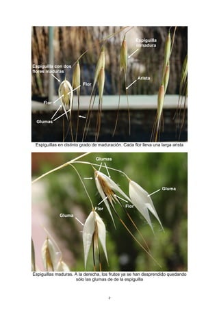 Espiguillas en distinto grado de maduración. Cada flor lleva una larga arista
Espiguillas maduras. A la derecha, los frutos ya se han desprendido quedando
sólo las glumas de de la espiguilla
Glumas
Arista
Flor
Flor
Espiguilla
inmadura
Espiguilla con dos
flores maduras
Glumas
Gluma
Glumas
Flor
Flor
Gluma
2
 