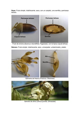 Nuez: Fruto simple, indehiscente, seco, con un carpelo, una semilla y pericarpo
leñoso.
Fruto de encina (Quercus rotundifolia, Fagaceae), con la típica cúpula leñosa
Sámara: Fruto simple, indehiscente, seco, unicarpelar, uniseminado y alado.
Sámaras de fresno (Fraxinus, Oleaceae)
Sámara de olmo (Ulmus pumila, Ulmaceae)
Pericarpo leñoso
Cúpula leñosa
Pericarpo leñoso
Semilla
Ala
Semilla
Ala
Semilla
83
 
