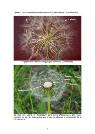 Cipsela: Fruto seco indehiscente uniseminado, derivado de un ovario ínfero.
Cipselas con vilano de Tragopogon porrifolius (Asteraceae)
Cipselas con vilano de Taraxacum dens-leonis (Asteraceae). Los frutos
centrales ya se han desprendido por lo que se observa el receptáculo de la
inflorescencia.
Vilano
Aquenio
Pico
Vilano
Aquenio
Receptáculo
84
 