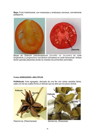 Baya: Fruto Indehiscente, con mesocarpo y endocarpo carnosos, normalmente
polispermo.
Bayas de Solanum pseudocapsicum (tomatillo de Jerusalén) en corte
longitudinal y Lycopersicum esculentum (tomatera) en corte transversal. Ambos
tienen grandes placentas donde se insertan los primordios seminales.
Frutos AGREGADOS o MULTIPLES
Polifolículo: fruto agregado, derivado de una flor con varios carpelos libres,
cada uno de los cuales forma un folículo que se abre por la sutura ventral.
Paeonia sp. (Paeoniaceae) Spiraea sp. (Rosaceae)
Folículo
Semilla
Semilla
Folículo
placenta
86
 