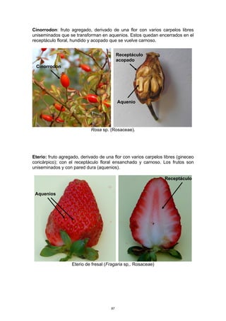 Cinorrodon: fruto agregado, derivado de una flor con varios carpelos libres
uniseminados que se transforman en aquenios. Estos quedan encerrados en el
receptáculo floral, hundido y acopado que se vuelve carnoso.
Rosa sp. (Rosaceae).
Eterio: fruto agregado, derivado de una flor con varios carpelos libres (gineceo
coricárpico); con el receptáculo floral ensanchado y carnoso. Los frutos son
uniseminados y con pared dura (aquenios).
Eterio de fresal (Fragaria sp,. Rosaceae)
Aquenio
Receptáculo
acopado
Cinorrodon
Receptáculo
Aquenios
87
 