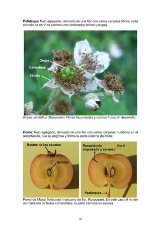 Polidrupa: fruto agregado, derivado de una flor con varios carpelos libres; cada
carpelo da un fruto carnoso con endocarpo leñoso (drupa).
Rubus ulmifolius (Rosaceae). Flores fecundadas y con los frutos en desarrollo.
Pomo: fruto agregado, derivado de una flor con varios carpelos hundidos en el
receptáculo, que se engrosa y forma la parte externa del fruto.
Pomo de Malus floribunda (manzano de flor, Rosaceae). En este caso al no ser
un manzano de frutos comestibles, la parte carnosa es escasa.
Drupa
Sépalo
Estambres
Receptáculo floral
engrosado y carnoso
Semilla
Pedúnculo
Restos de los sépalos
88
 