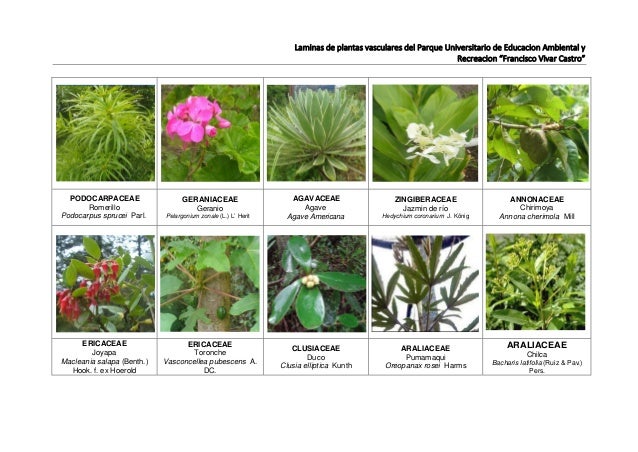 Plantas No Vasculares Ck12 Foundation Plantas No Vasculares Ck12 Foundation