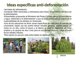 •Jornadas de reforestación.
•Contactar ONG nacionales y extranjeras para hacer conocimiento del tema de
la deforestación.
•Presentarles propuestas al Ministerio del Poder Popular para el Ecosocialismo
y Agua, referentes a la deforestación y que se promueva políticas a favor de la
sustentabilidad de los árboles en Venezuela.
•Una de las soluciones es tener zonas específicas en cada país de árboles de
crecimiento rápido (se les podría llamar árboles ganado), suelen crecer un
metro en un año, como el sauce y el álamo, lo ideal es plantarlos en sitios
amplios y en grupos de dos o tres para el uso de manufactura y dejar el resto
de los árboles intactos.
•Otra opción es que por cada árbol talado se siembran tres.
Sauce
 
