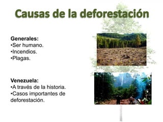 Generales:
•Ser humano.
•Incendios.
•Plagas.
Venezuela:
•A través de la historia.
•Casos importantes de
deforestación.
 
