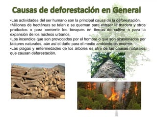 •Las actividades del ser humano son la principal causa de la deforestación.
•Millones de hectáreas se talan o se queman para extraer la madera y otros
productos o para convertir los bosques en tierras de cultivo o para la
expansión de los núcleos urbanos.
•Los incendios que son provocados por el hombre o que son ocasionados por
factores naturales, aún así el daño para el medio ambiente es enorme.
•Las plagas y enfermedades de los árboles es otra de las causas naturales
que causan deforestación.
 