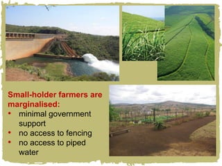 Small-holder farmers are
marginalised:
• minimal government
  support
• no access to fencing
• no access to piped
  water
 