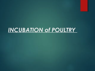 INCUBATION of POULTRY
 