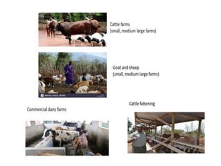 LMP process and its support for the incorporation of livestock in NAIPs