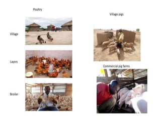 LMP process and its support for the incorporation of livestock in NAIPs