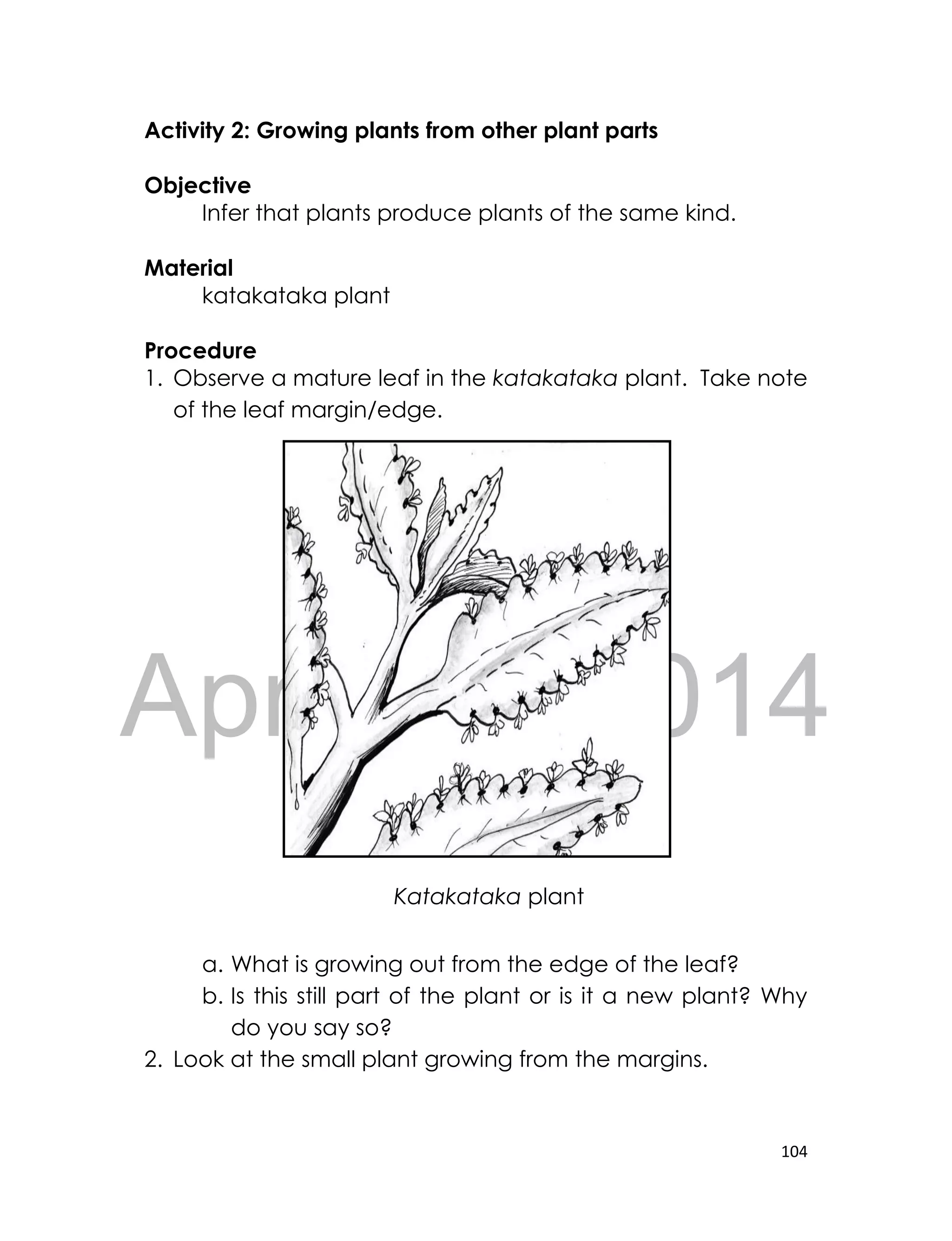 DRAFT
April 10, 2014
104
Activity 2: Growing plants from other plant parts
Objective
Infer that plants produce plants of the same kind.
Material
katakataka plant
Procedure
1. Observe a mature leaf in the katakataka plant. Take note
of the leaf margin/edge.
a. What is growing out from the edge of the leaf?
b. Is this still part of the plant or is it a new plant? Why
do you say so?
2. Look at the small plant growing from the margins.
Katakataka plant
 