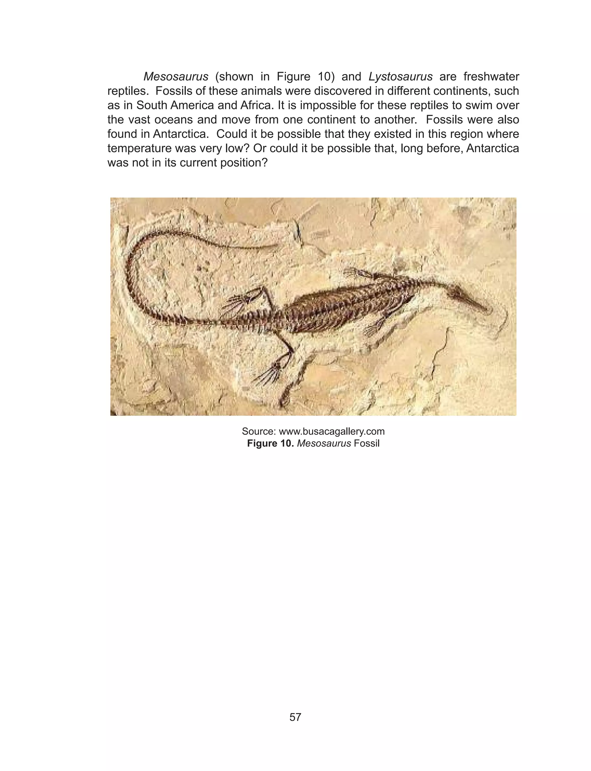 57
Mesosaurus (shown in Figure 10) and Lystosaurus are freshwater
reptiles. Fossils of these animals were discovered in different continents, such
as in South America and Africa. It is impossible for these reptiles to swim over
the vast oceans and move from one continent to another. Fossils were also
found in Antarctica. Could it be possible that they existed in this region where
temperature was very low? Or could it be possible that, long before, Antarctica
was not in its current position?
					
Source: www.busacagallery.com
Figure 10. Mesosaurus Fossil
 