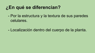 ¿En qué se diferencian?
- Por la estructura y la textura de sus paredes
celulares.
- Localización dentro del cuerpo de la planta.
 