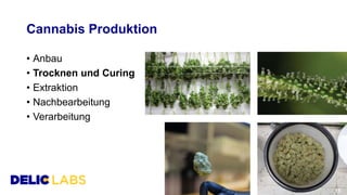 Cannabis Produktion
• Anbau
• Trocknen und Curing
• Extraktion
• Nachbearbeitung
• Verarbeitung
15
 