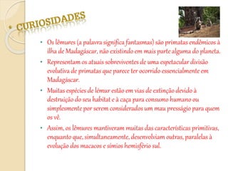 • Os lêmures (a palavra significa fantasmas) são primatas endêmicos à
ilha de Madagáscar, não existindo em mais parte alguma do planeta.
• Representam os atuais sobreviventes de uma espetacular divisão
evolutiva de primatas que parece ter ocorrido essencialmente em
Madagáscar.
• Muitas espécies de lémur estão em vias de extinção devido à
destruição do seu habitat e à caça para consumo humano ou
simplesmente por serem considerados um mau presságio para quem
os vê.
• Assim, os lêmures mantiveram muitas das características primitivas,
enquanto que, simultaneamente, desenvolviam outras, paralelas à
evolução dos macacos e símios hemisfério sul.
 