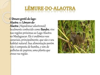 O lêmure-gentil-do-lago-
Alaotraou Lêmure-do-
Alaotra(Hapalemuralaotrensis)
localmente conhecido como Bandro, vive
nas regiões próximas ao Lago Alaotra
no Madagascar. Ele é endêmico nos
canaviais, principalmente, que são o seu
habitat natural. Sua alimentação porém
não é composta de bambu, e sim de
palhetas de papiros, uma planta que
cresce na região.
 