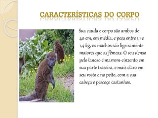 Sua cauda e corpo são ambos de
40 cm, em média, e pesa entre 1,1 e
1,4 kg, os machos são ligeiramente
maiores que as fêmeas. O seu denso
pelo lanoso é marrom-cinzento em
sua parte traseira, e mais claro em
seu rosto e no peito, com a sua
cabeça e pescoço castanhos.
 