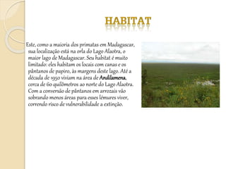 Este, como a maioria dos primatas em Madagascar,
sua localização está na orla do Lago Alaotra, o
maior lago de Madagascar. Seu habitat é muito
limitado: eles habitam os locais com canas e os
pântanos de papiro, às margens deste lago. Até a
década de 1950 viviam na área de Andilamena,
cerca de 60 quilômetros ao norte do Lago Alaotra.
Com a conversão de pântanos em arrozais vão
sobrando menos áreas para esses lémures viver,
correndo risco de vulnerabilidade a extinção.
 