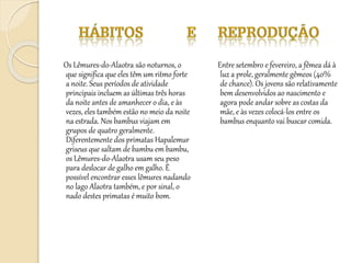 Os Lêmures-do-Alaotra são noturnos, o
que significa que eles têm um ritmo forte
a noite. Seus períodos de atividade
principais incluem as últimas três horas
da noite antes de amanhecer o dia, e às
vezes, eles também estão no meio da noite
na estrada. Nos bambus viajam em
grupos de quatro geralmente.
Diferentemente dos primatas Hapalemur
griseus que saltam de bambu em bambu,
os Lêmures-do-Alaotra usam seu peso
para deslocar de galho em galho. É
possível encontrar esses lêmures nadando
no lago Alaotra também, e por sinal, o
nado destes primatas é muito bom.
Entre setembro e fevereiro, a fêmea dá à
luz a prole, geralmente gêmeos (40%
de chance). Os jovens são relativamente
bem desenvolvidos ao nascimento e
agora pode andar sobre as costas da
mãe, e às vezes colocá-los entre os
bambus enquanto vai buscar comida.
 