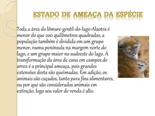 Toda a área do lêmure-gentil-do-lago-Alaotra é
menor do que 200 quilômetros quadrados, a
população também é dividida em um grupo
menor, numa península na margem norte do
lago, e um grupo maior no sudoeste do lago. A
transformação da área de cana em campos de
arroz é a principal ameaça, pois grandes
extensões desta são queimadas. Em adição, os
animais são caçados, tanto para fins alimentares,
ou por que são considerados animais em
extinção, logo seu valor de venda é alto.
 