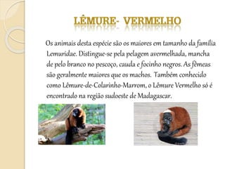 Os animais desta espécie são os maiores em tamanho da família
Lemuridae. Distingue-se pela pelagem avermelhada, mancha
de pelo branco no pescoço, cauda e focinho negros. As fêmeas
são geralmente maiores que os machos. Também conhecido
como Lêmure-de-Colarinho-Marrom, o Lêmure Vermelho só é
encontrado na região sudoeste de Madagascar.
 