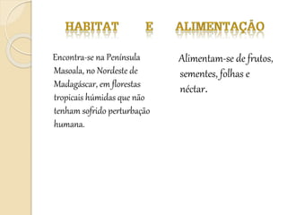 Encontra-se na Península
Masoala, no Nordeste de
Madagáscar, em florestas
tropicais húmidas que não
tenham sofrido perturbação
humana.
Alimentam-se de frutos,
sementes, folhas e
néctar.
 