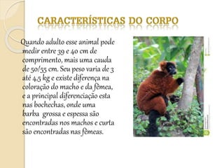 Quando adulto esse animal pode
medir entre 39 e 40 cm de
comprimento, mais uma cauda
de 50/55 cm. Seu peso varia de 3
até 4,5 kg e existe diferença na
coloração do macho e da fêmea,
e a principal diferenciação esta
nas bochechas, onde uma
barba grossa e espessa são
encontradas nos machos e curta
são encontradas nas fêmeas.
 