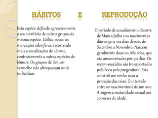 Esta espécie defende agressivamente
o seu território de outros grupos da
mesma espécie. Utiliza pouco as
marcações odoríferas, recorrendo
mais a vocalizações de alarme,
contrariamente a outras espécies de
lémure. Os grupos de lémure-
vermelho não ultrapassam os 16
indivíduos.
O período de acasalamento decorre
de Maio a Julho e os nascimentos
dão-se 90 a 102 dias depois, de
Setembro a Novembro. Nascem
geralmente duas ou três crias, que
são amamentadas por 90 dias. Os
recém-nascidos são transportados
pela boca pela progenitora. Esta
constrói um ninho para a
proteção das crias. O intervalo
entre os nascimentos é de um ano.
Atingem a maturidade sexual aos
20 meses de idade.
 