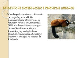 Esta subespécie encontra-se criticamente
em perigo (segundo a União
Internacional para a Conservação da
Natureza). Pertence ao Apêndice I da
CITES. A subespécie Varecia variegata
rubra está muito ameaçada pela
destruição e fragmentação do seu
habitat, originadas pela desflorestarão.
Encontra-se protegida na sua área de
distribuição.
 