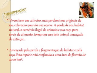 * Vivem bem em cativeiro, mas perdem tons originais de
sua coloração quando isso ocorre. A perda de seu habitat
natural, o comércio ilegal de animais e sua caça para
servir de alimento, tornaram esse belo animal ameaçado
de extinção.
* Ameaçada pela perda e fragmentação do habitat e pela
caça. Esta espécie está confinada a uma área de floresta de
4000 km².
 