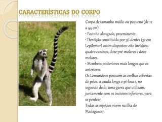 Corpo de tamanho médio ou pequeno (de 12
a 44 cm).
• Focinho alongado, proeminente.
• Dentição constituída por 36 dentes (32 em
Lepilemur) assim dispostos: oito incisivos,
quatro caninos, doze pré-molares e doze
molares.
• Membros posteriores mais longos que os
anteriores.
Os Lemurídeos possuem as orelhas cobertas
de pelos, a cauda longa e pi-losa e, no
segundo dedo, uma garra que utilizam,
juntamente com os incisivos inferiores, para
se pentear.
Todas as espécies vivem na ilha de
Madagascar.
 