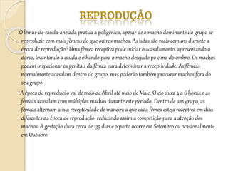 O lémur-de-cauda-anelada pratica a poligênica, apesar de o macho dominante do grupo se
reproduzir com mais fêmeas do que outros machos. As lutas são mais comuns durante a
época de reprodução.[ Uma fêmea receptiva pode iniciar o acasalamento, apresentando o
dorso, levantando a cauda e olhando para o macho desejado pó cima do ombro. Os machos
podem inspecionar os genitais da fêmea para determinar a receptividade. As fêmeas
normalmente acasalam dentro do grupo, mas poderão também procurar machos fora do
seu grupo.
A época de reprodução vai de meio de Abril até meio de Maio. O cio dura 4 a 6 horas,e as
fêmeas acasalam com múltiplos machos durante este período. Dentro de um grupo, as
fêmeas alternam a sua receptividade de maneira a que cada fêmea esteja receptiva em dias
diferentes da época de reprodução, reduzindo assim a competição para a atenção dos
machos. A gestação dura cerca de 135 dias e o parto ocorre em Setembro ou ocasionalmente
em Outubro.
 