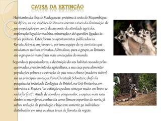 Habitantes da ilha de Madagascar, próxima à costa de Moçambique,
na África, as 100 espécies de lêmures correm o risco da diminuição de
sua população por conta da ascensão da atividade agrícola,
exploração ilegal de madeira, mineração e até questões ligadas às
crises políticas. Estes foram os apontamentos publicados na
Revista Science, em fevereiro, por uma equipe de 19 cientistas que
estudam os nativos primatas. Além disso, para o grupo, as lêmures
são o grupo de mamíferos mais ameaçados do mundo.
Segundo os pesquisadores, a destruição do seu habitat causado pelas
queimadas, crescimento da agricultura, a sua caça para alimentar
populações pobres e a extração de pau rosa e ébano (madeira nobre)
são as principais ameaças. Para Christoph Schwitzer, chefe da
pesquisa da Sociedade Zoológica de Bristol, na Grã-Bretanha, em
entrevista a Reuters, “as extinções podem começar muito em breve se
nada for feito”. Ainda de acordo o pesquisador, a espécie mais rara
dentre os mamíferos, conhecida como lêmure esportivo do norte, já
sofreu redução da população e hoje tem somente 50 indivíduos
distribuídos em uma ou duas áreas de floresta da região.
 