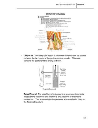 LM – WELLNESS MASSAGE Grade 10
123
 Deep Calf. The deep calf region of the lower extremity can be located
between the two heads of the gastrocnemius muscle. This area
contains the posterior tibial artery and vein.
Tarsal Tunnel. The tarsal tunnel is located in a groove on the medial
aspect of the calcaneus and inferior to and posterior to the medial
malleolous. This area contains the posterior artery and vein, deep to
the flexor retinaculum.
 