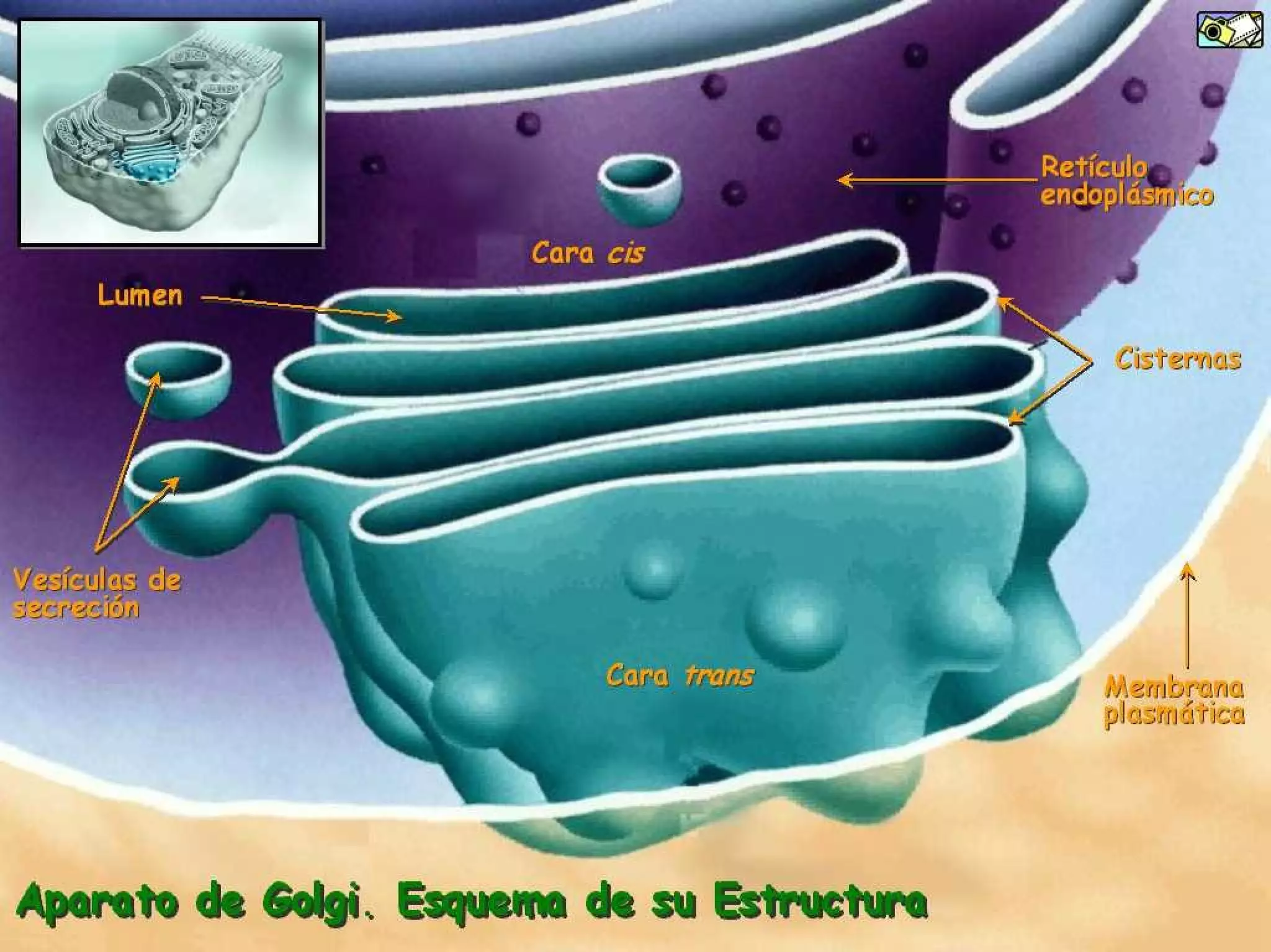 Presentación Tema 3. La célula y la teoría celular | PPT