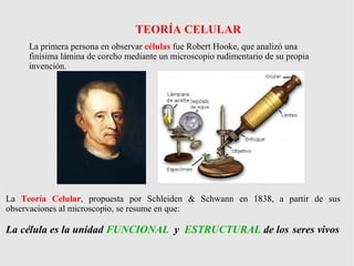 La Teoría Celular, propuesta por Schleiden & Schwann en 1838, a partir de sus
observaciones al microscopio, se resume en que:
La célula es la unidad FUNCIONAL y ESTRUCTURAL de los seres vivos
TEORÍA CELULAR
La primera persona en observar células fue Robert Hooke, que analizó una
finísima lámina de corcho mediante un microscopio rudimentario de su propia
invención.
 