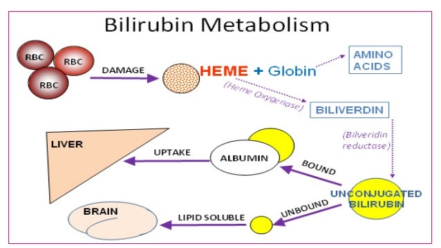 Bilirubin Metabolism Flow Chart