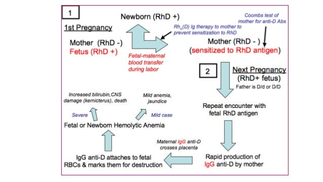 Haemoglobin Metabolism And Its Clinical Applications Pptx