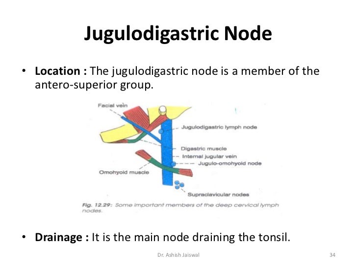 Lymphatic System & Cervical Lymph Nodes by Dr. Ashish jaiswal
