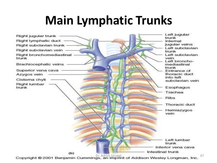 Lymphatic System & Cervical Lymph Nodes by Dr. Ashish jaiswal